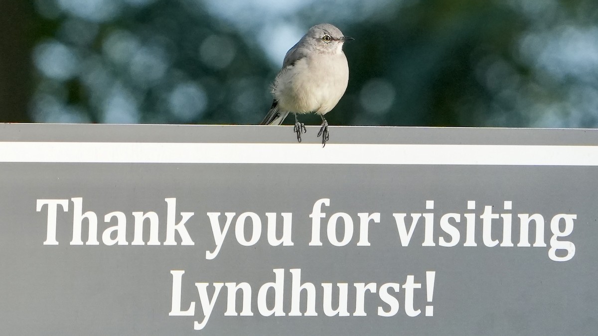 Northern Mockingbird - ML624027987