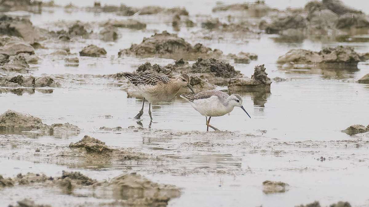 Phalarope de Wilson - ML624027991