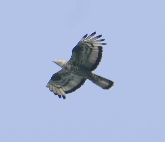 European Honey-buzzard - ML624028027