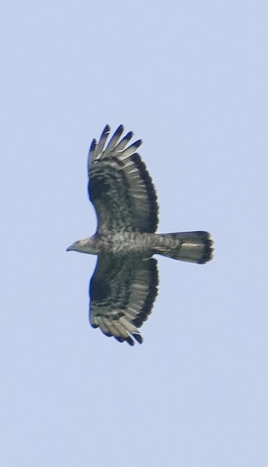 European Honey-buzzard - ML624028028