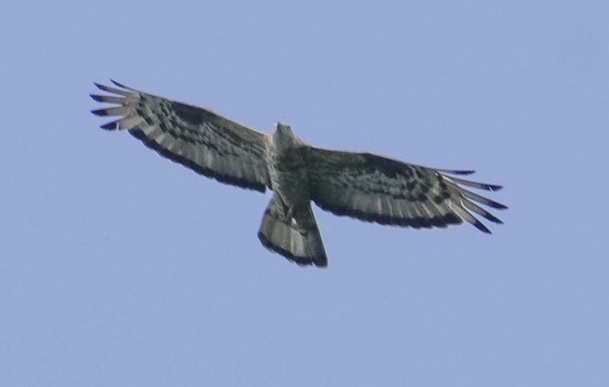 European Honey-buzzard - ML624028029