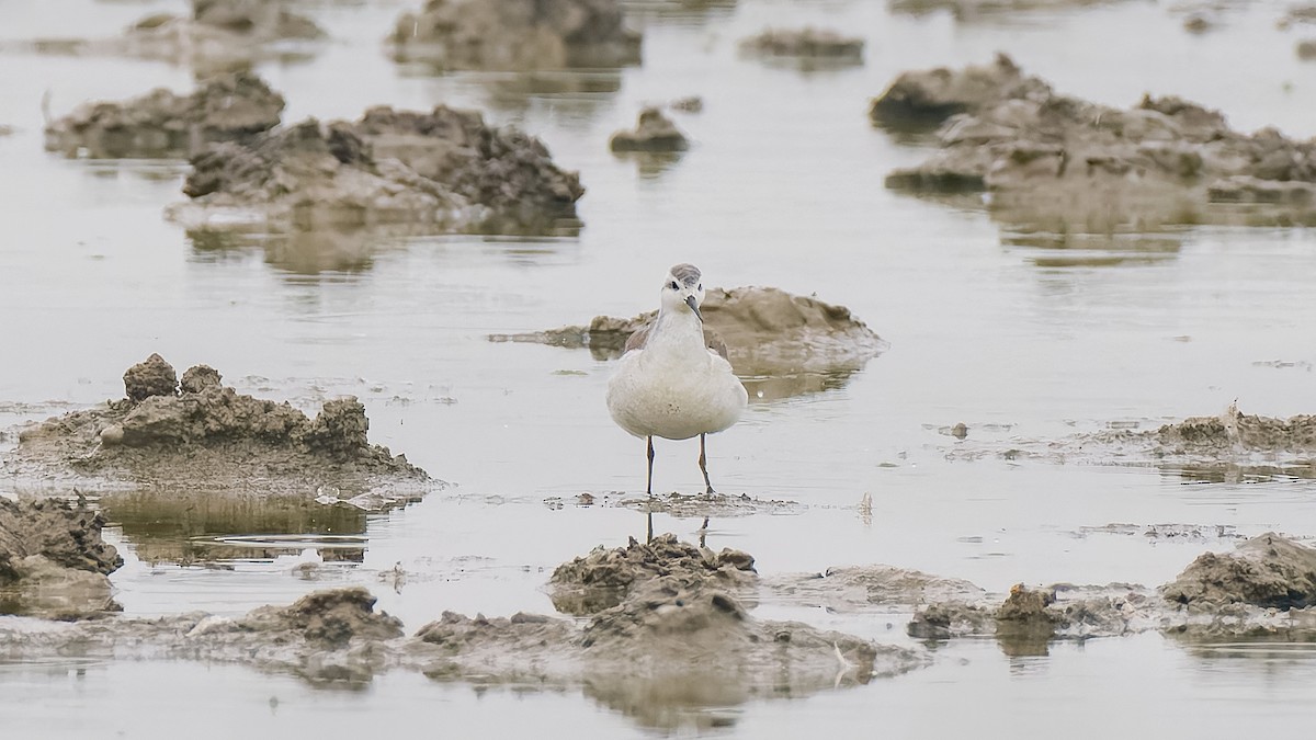 Phalarope de Wilson - ML624028034