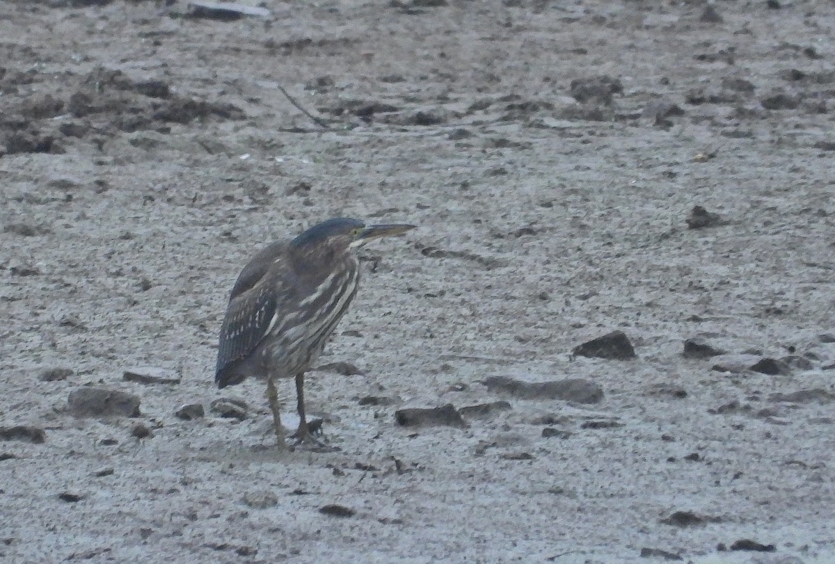 Green Heron - ML624028039