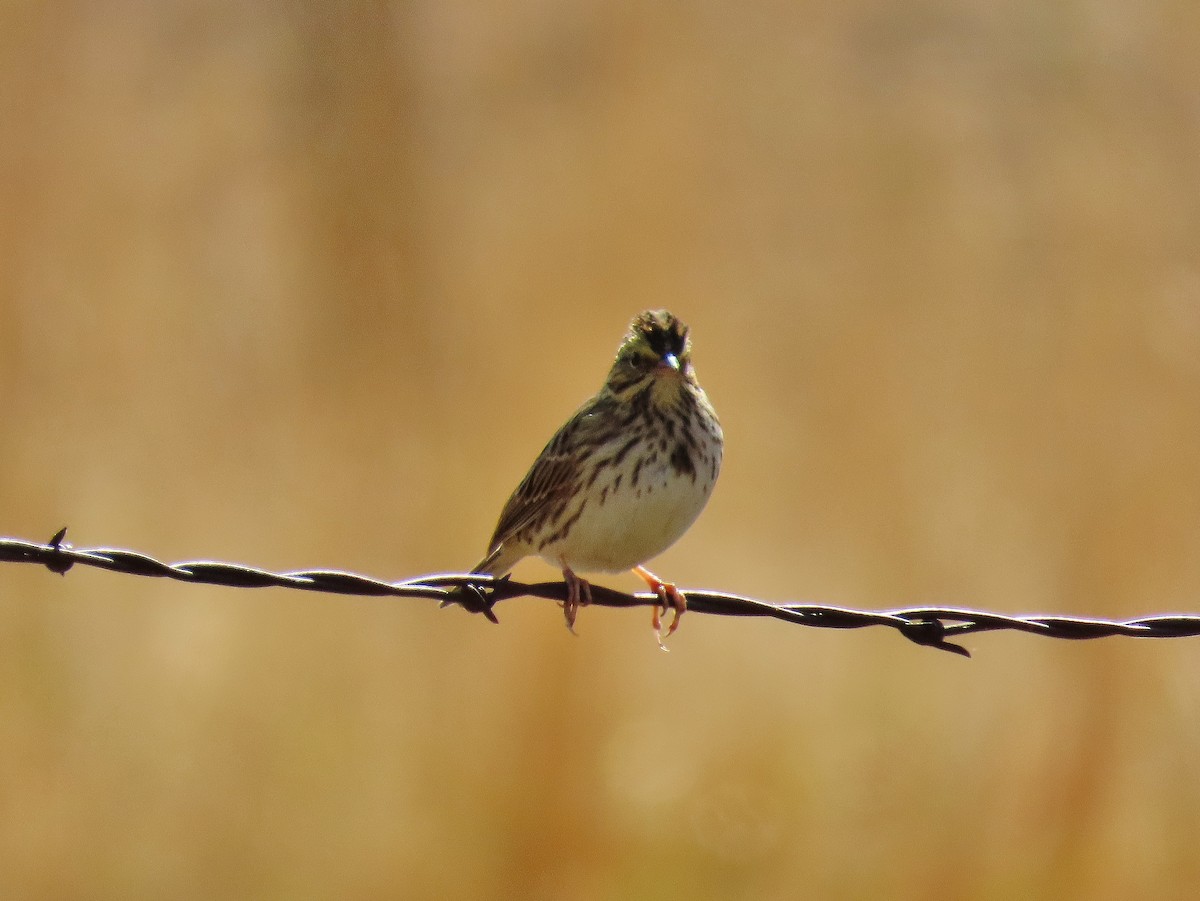 Savannah Sparrow - ML624028045