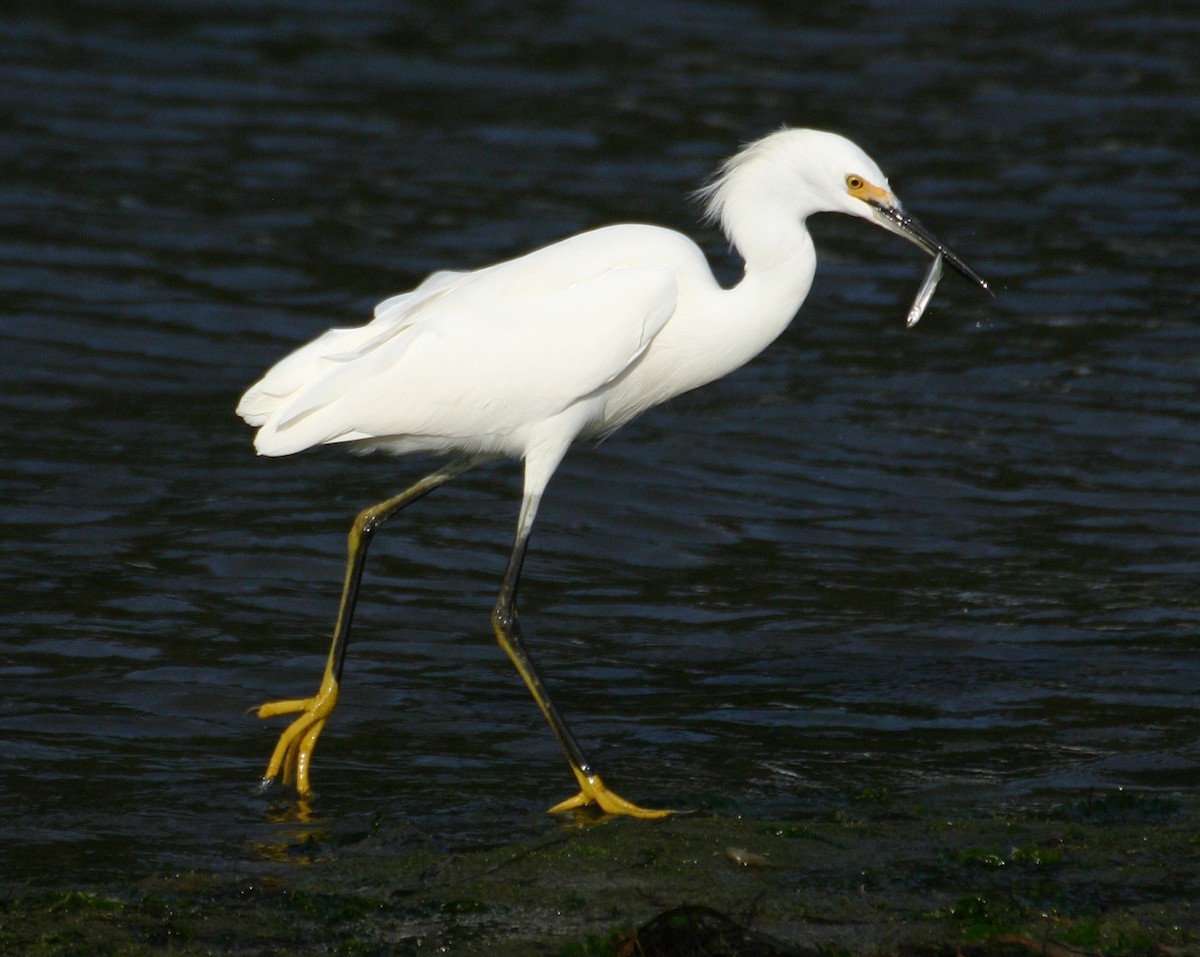 Snowy Egret - ML624028051