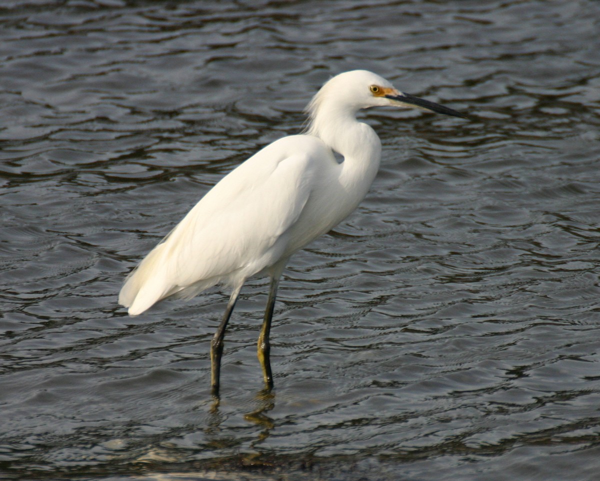 Snowy Egret - ML624028052