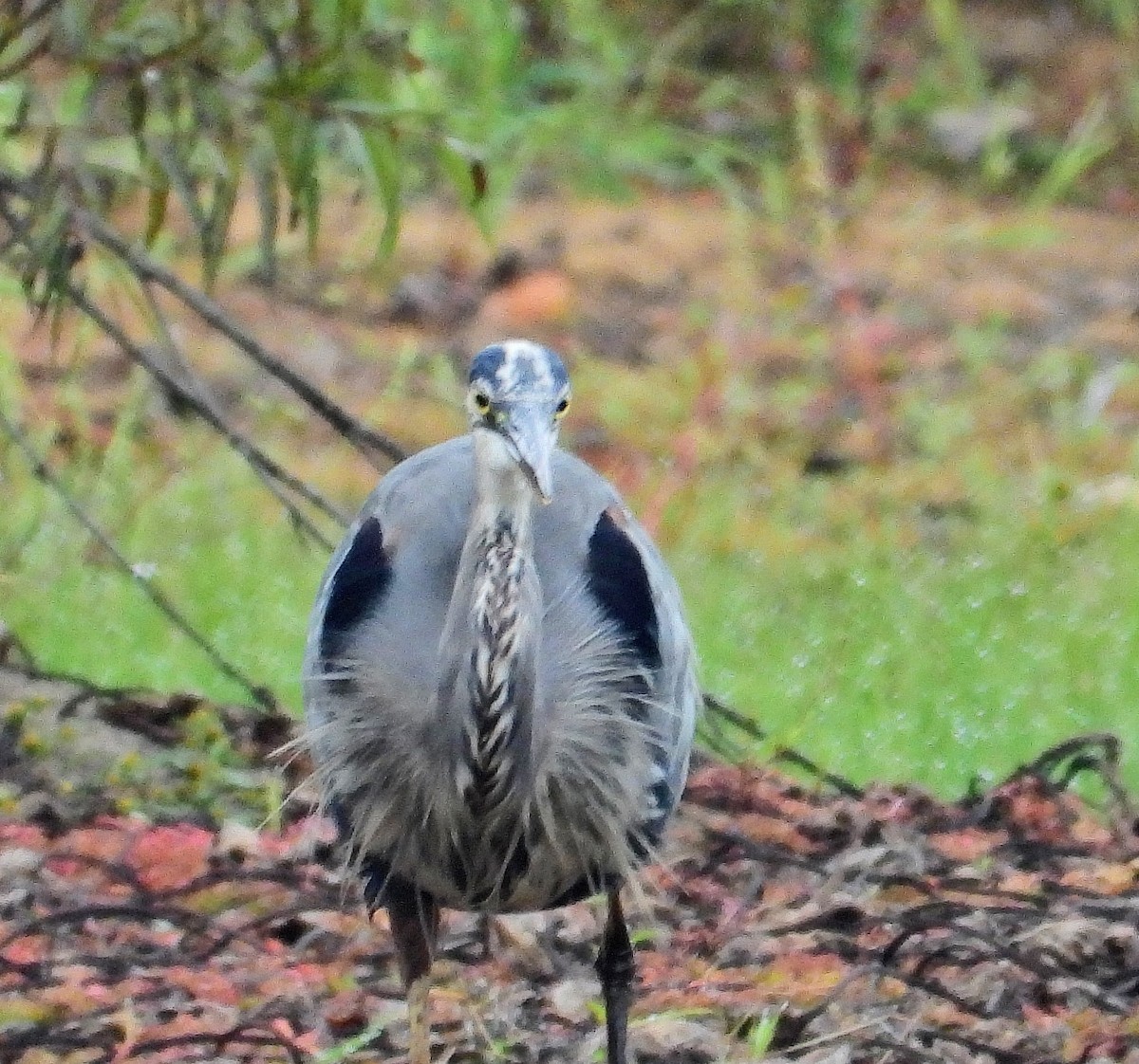 Great Blue Heron - ML624028053