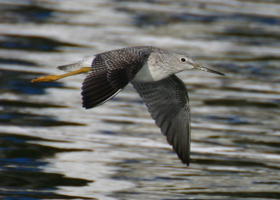 Greater Yellowlegs - ML624028056