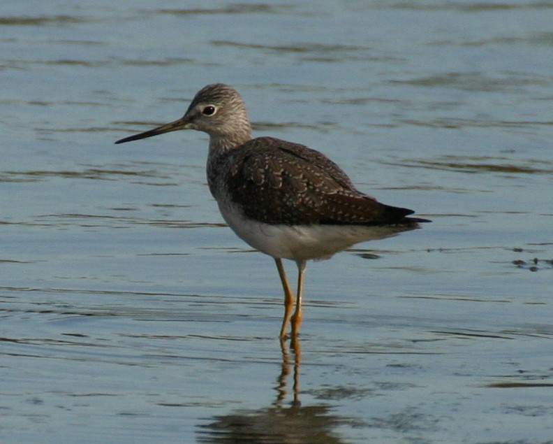 Greater Yellowlegs - ML624028057