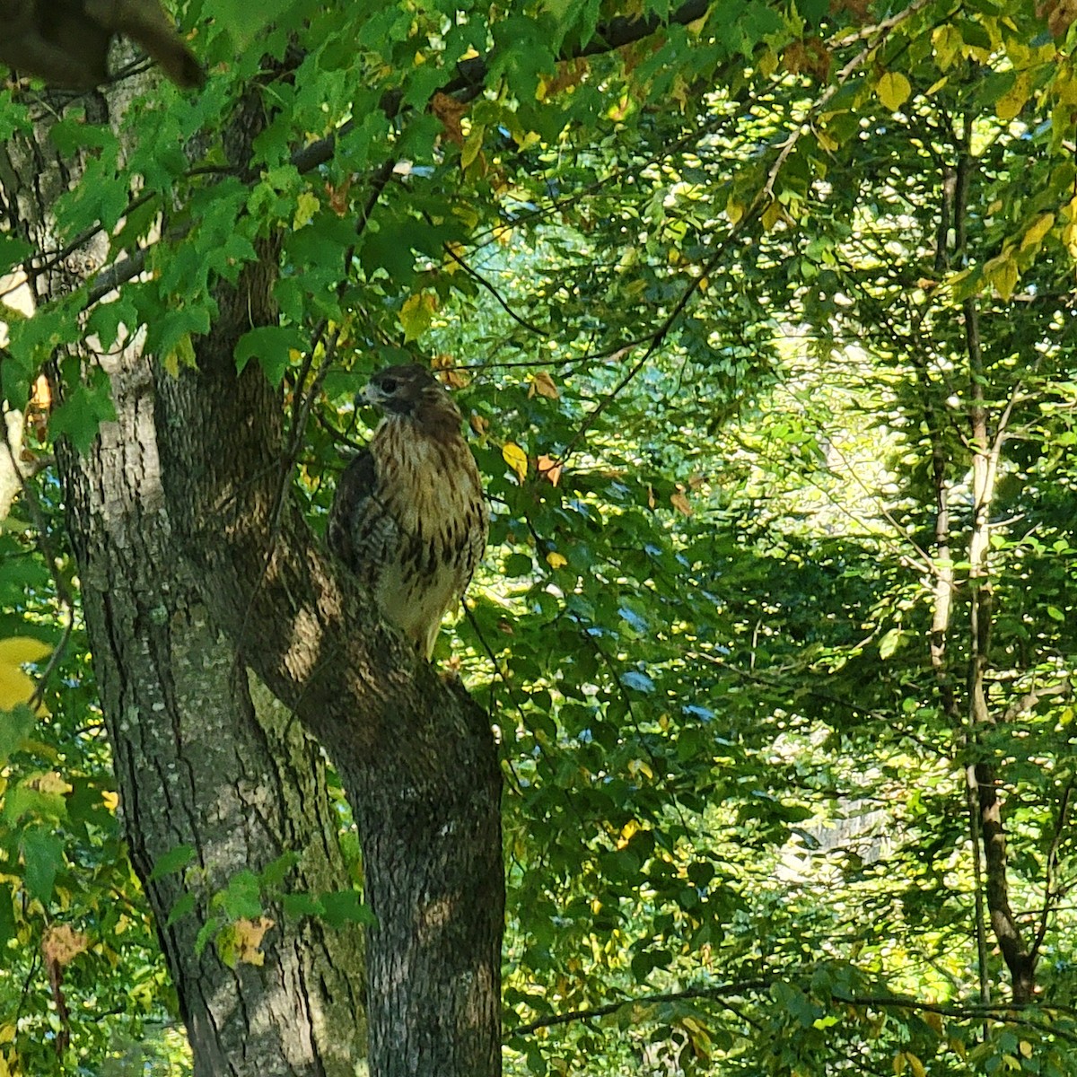 Red-tailed Hawk - ML624028058