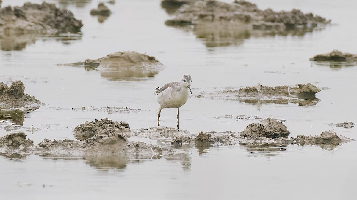 Phalarope de Wilson - ML624028059