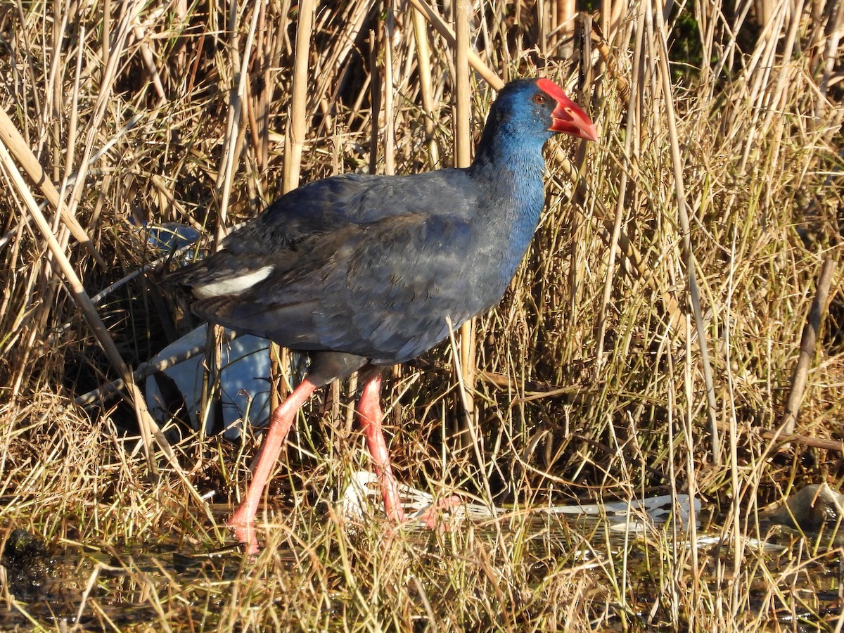 Western Swamphen - ML624028066