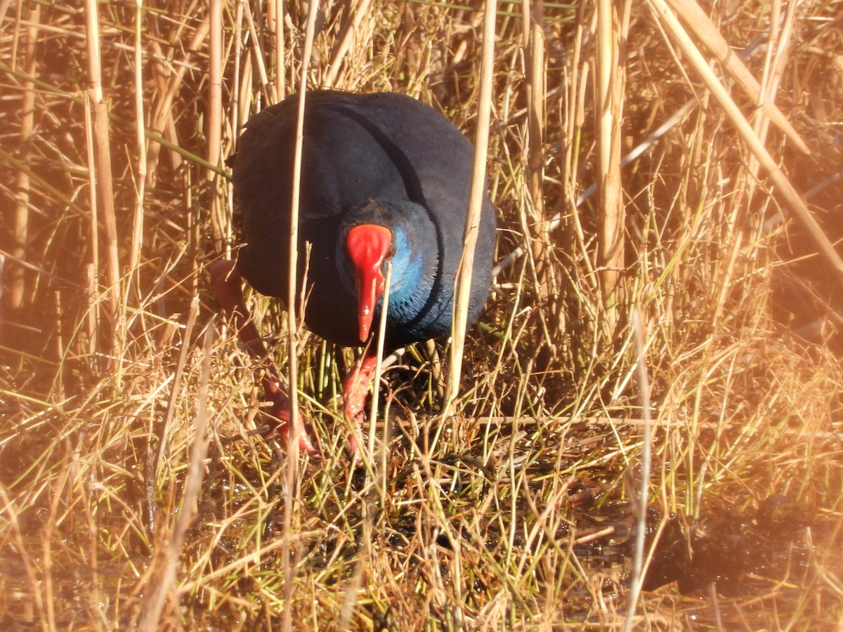 Western Swamphen - ML624028067