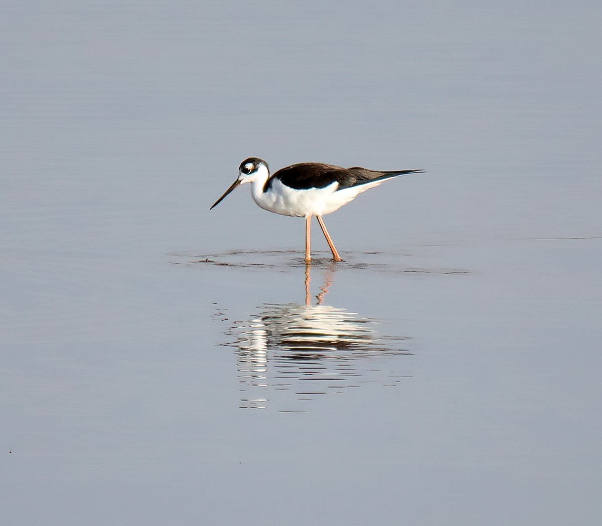 Black-necked Stilt - ML624028071