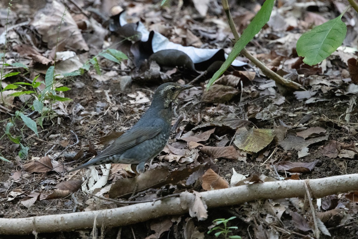 Siberian Thrush - ML624028075