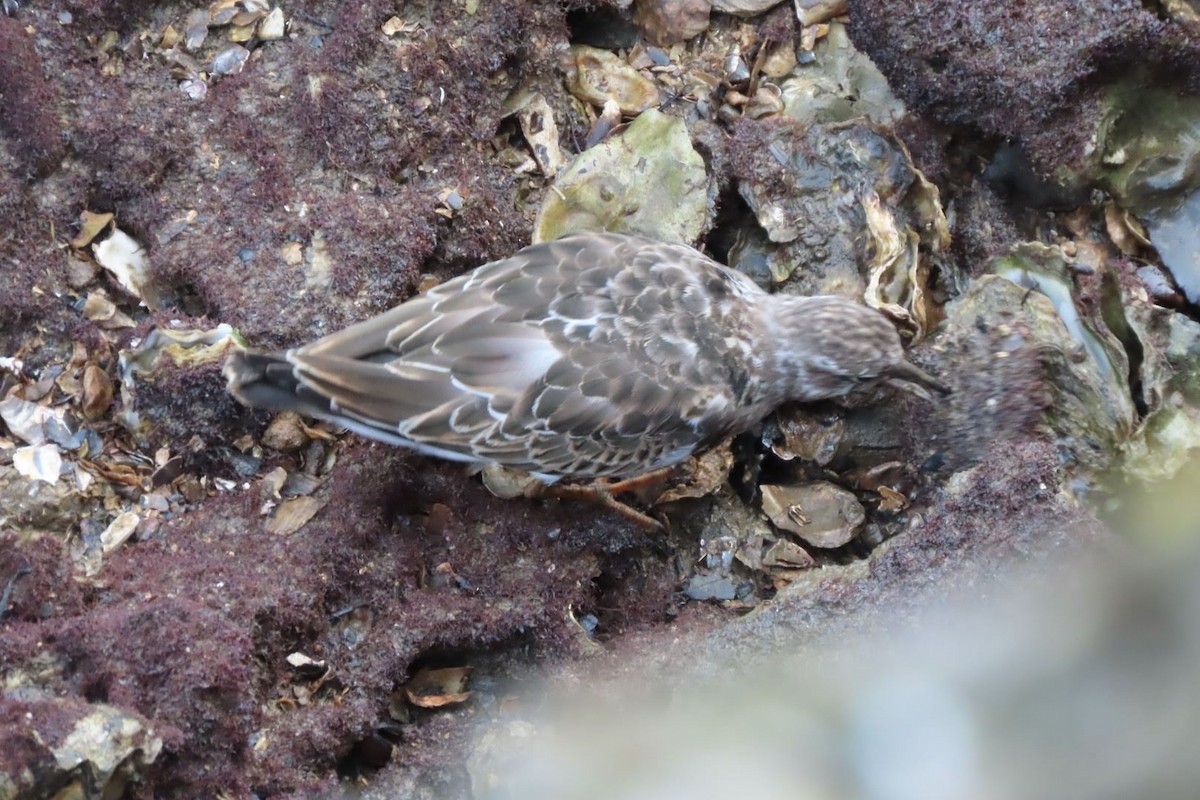 Ruddy Turnstone - ML624028081