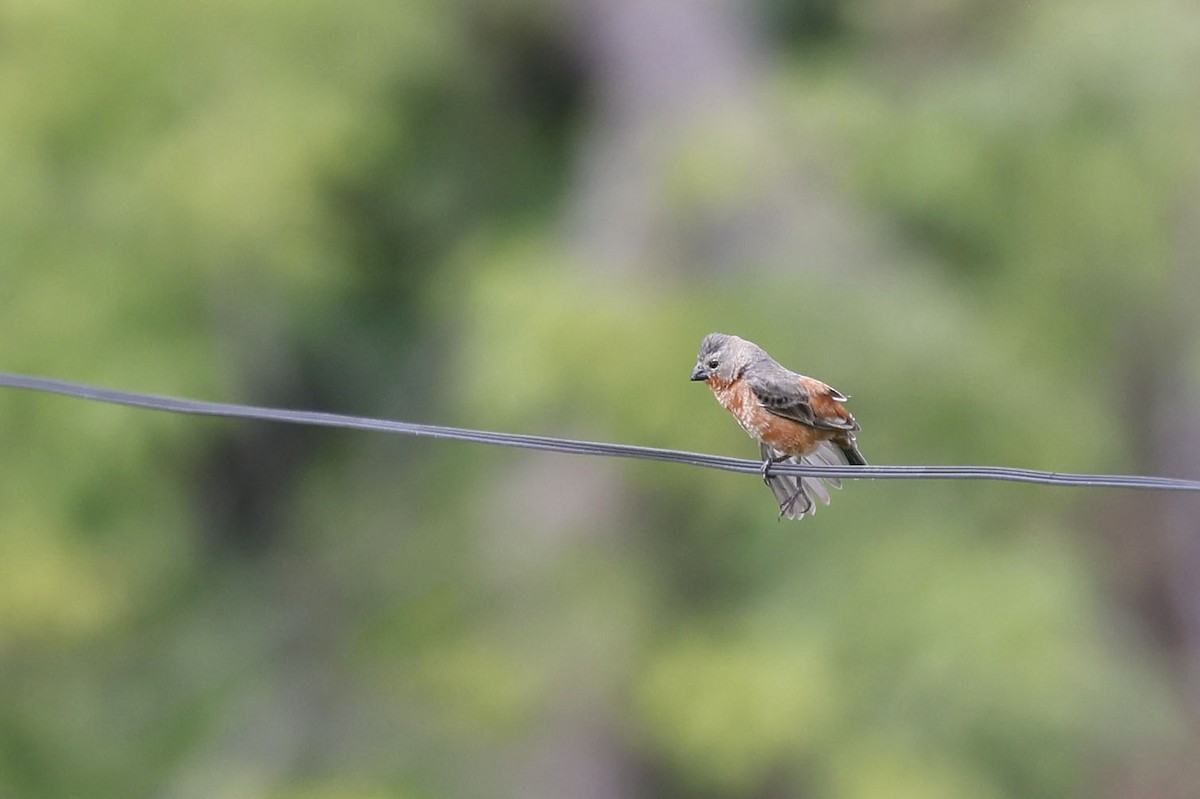 Ruddy-breasted Seedeater - ML624028084