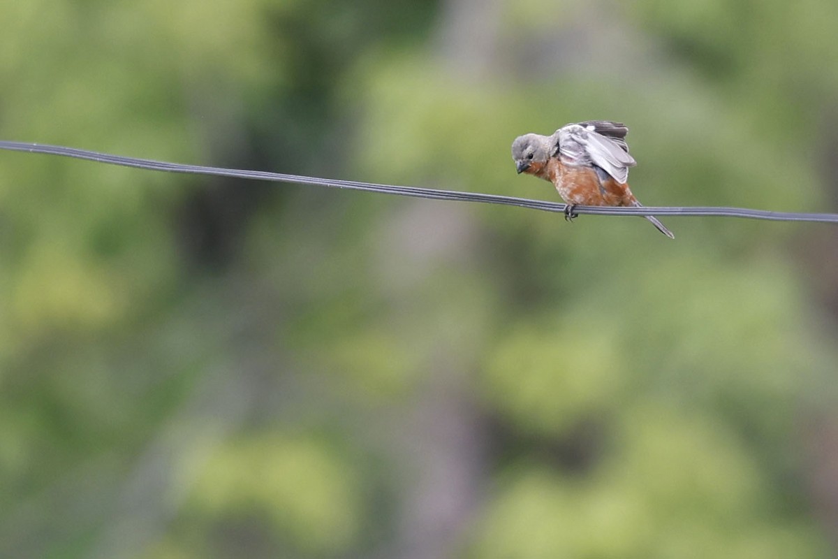 Ruddy-breasted Seedeater - ML624028085