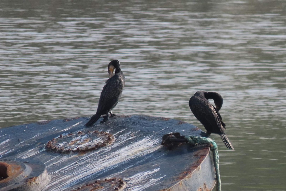 Great Cormorant - ML624028087