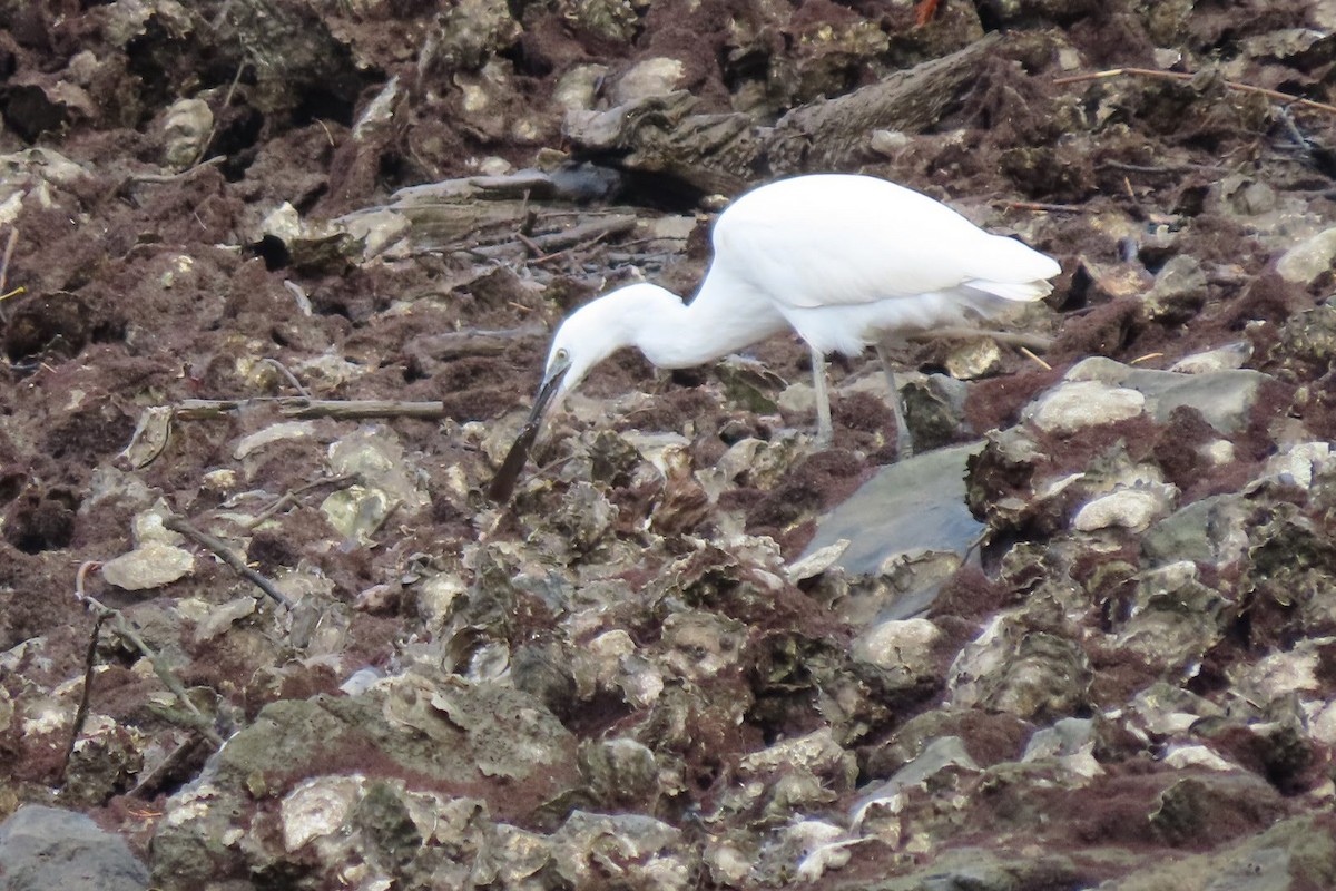 Little Egret - ML624028092