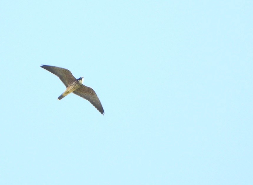 Eurasian Hobby - Jiří Šafránek