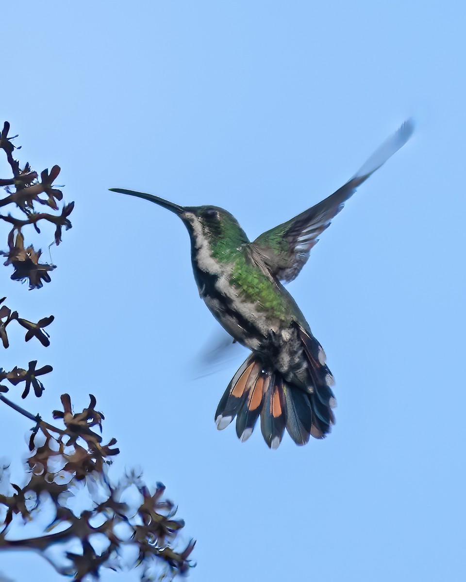 Green-breasted Mango - ML624028096