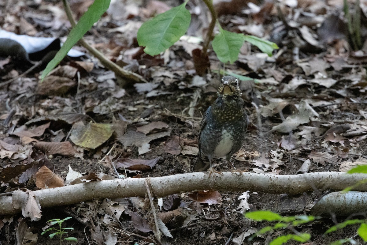 Siberian Thrush - ML624028108