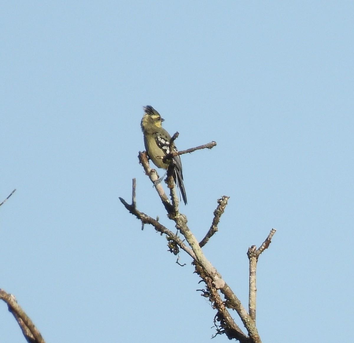 Indian Yellow Tit - ML624028120