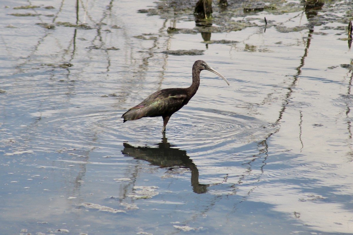 Glossy Ibis - ML624028136