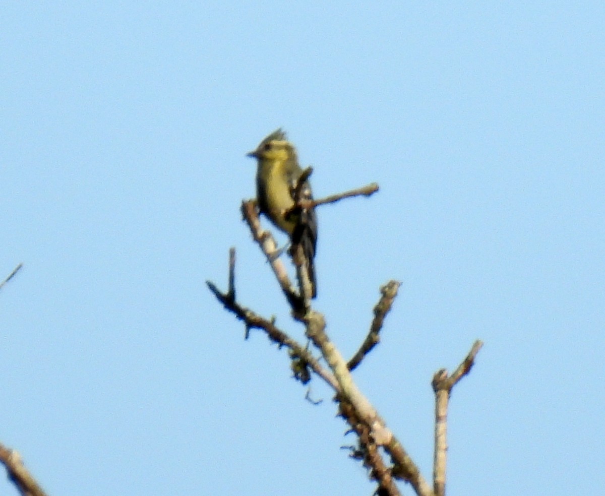 Indian Yellow Tit - ML624028139