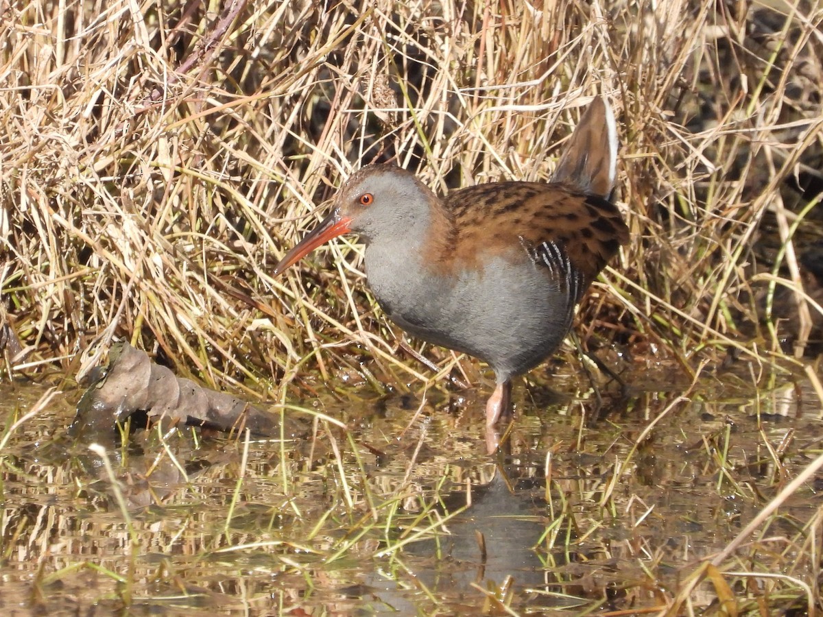 Uroilanda handia - ML624028150