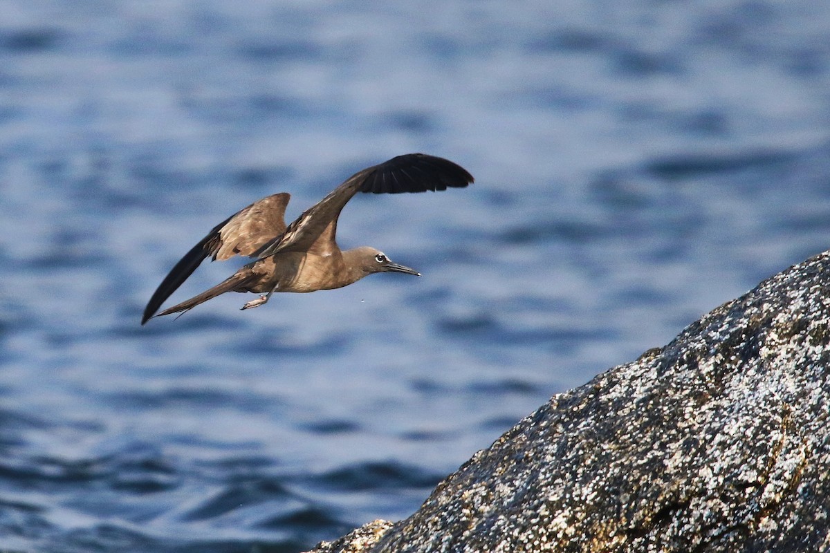 Brown Noddy - ML624028152