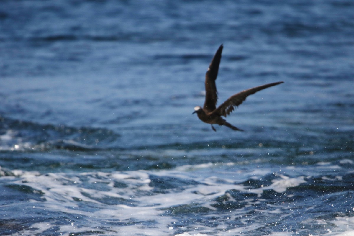 Brown Noddy - ML624028156