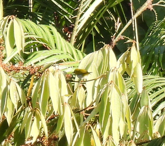 Indian White-eye - ML624028157