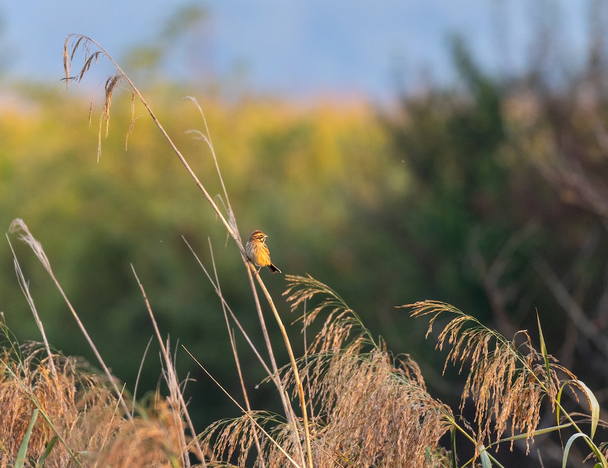 Reed Bunting - ML624028161