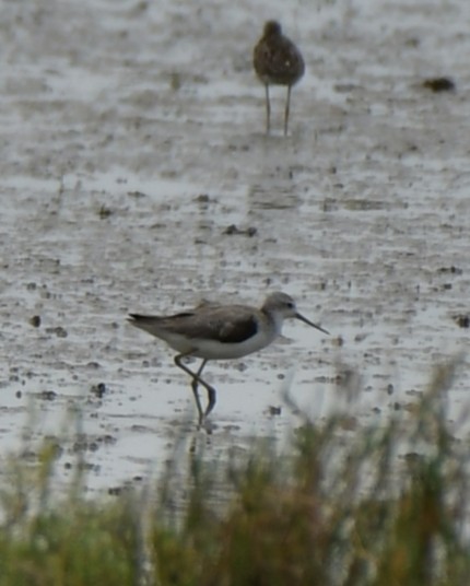 Marsh Sandpiper - ML624028168