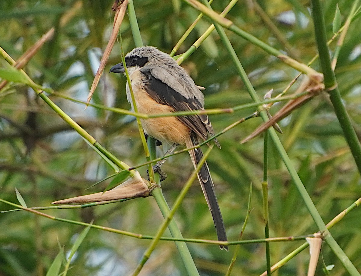 Long-tailed Shrike - ML624028169