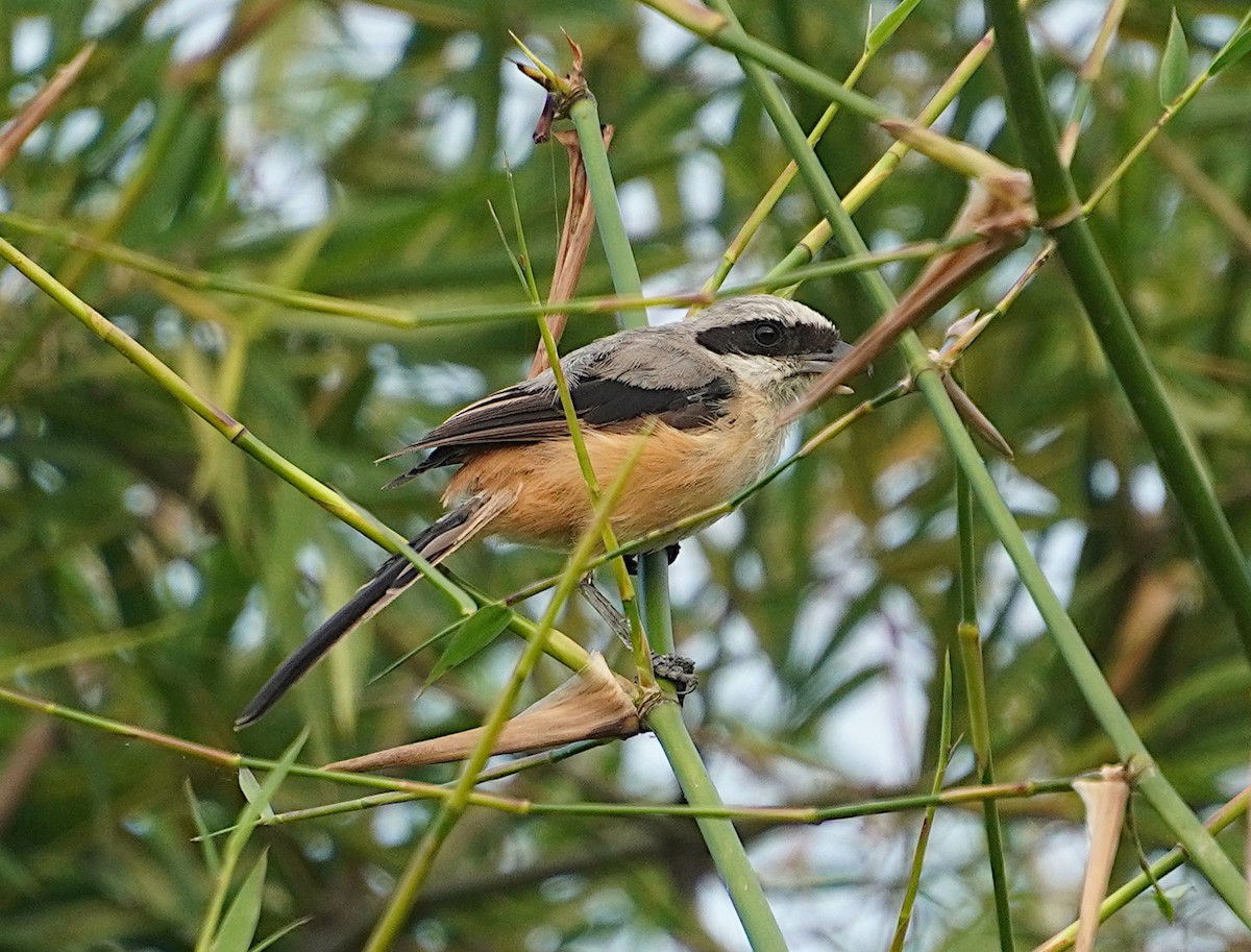 Long-tailed Shrike - ML624028170