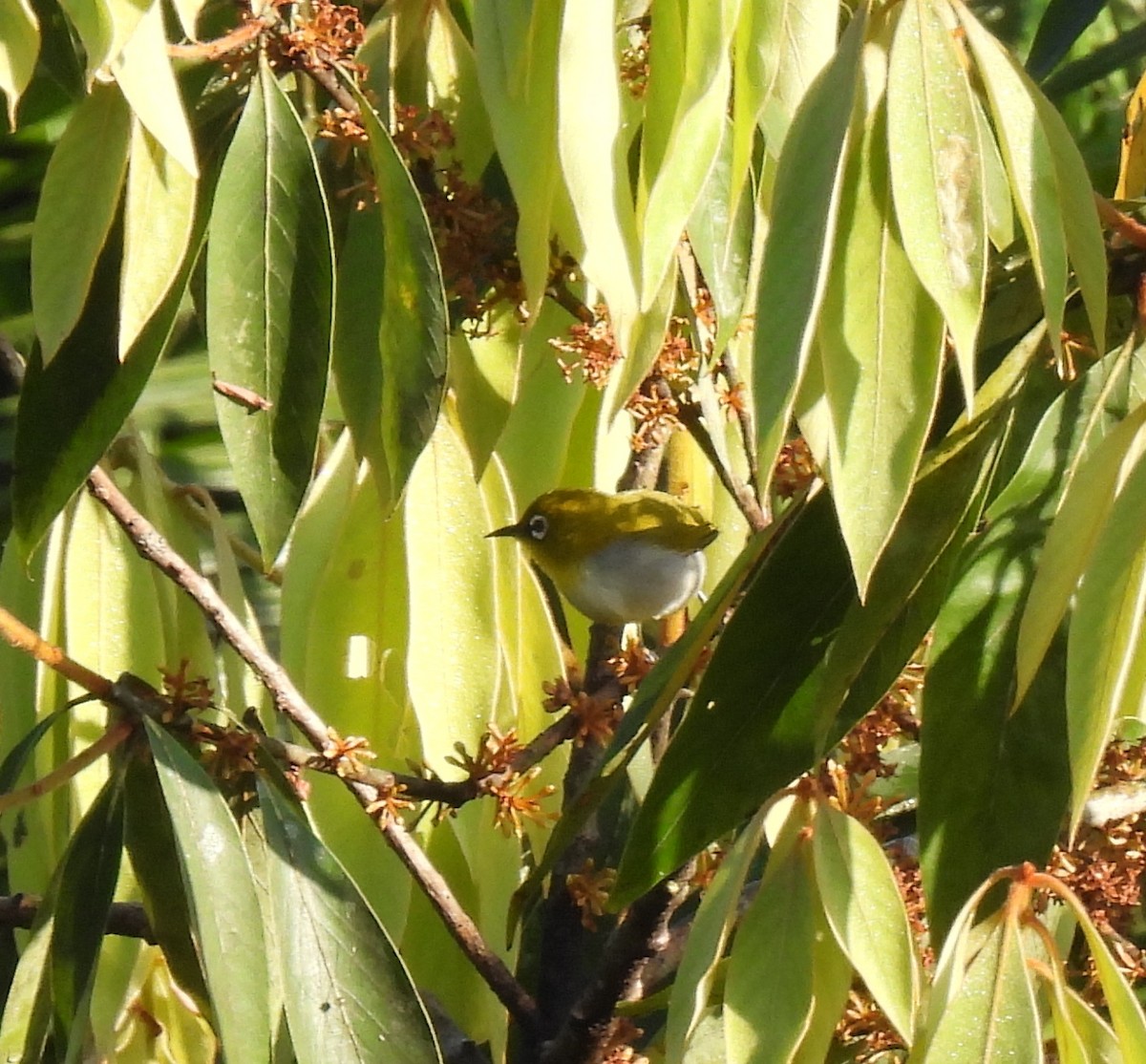 Indian White-eye - ML624028172