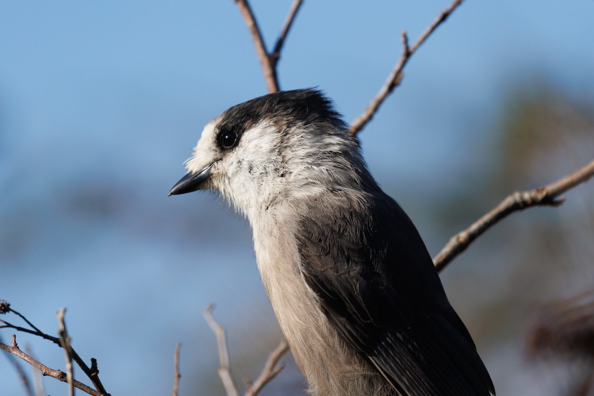 Canada Jay - ML624028175