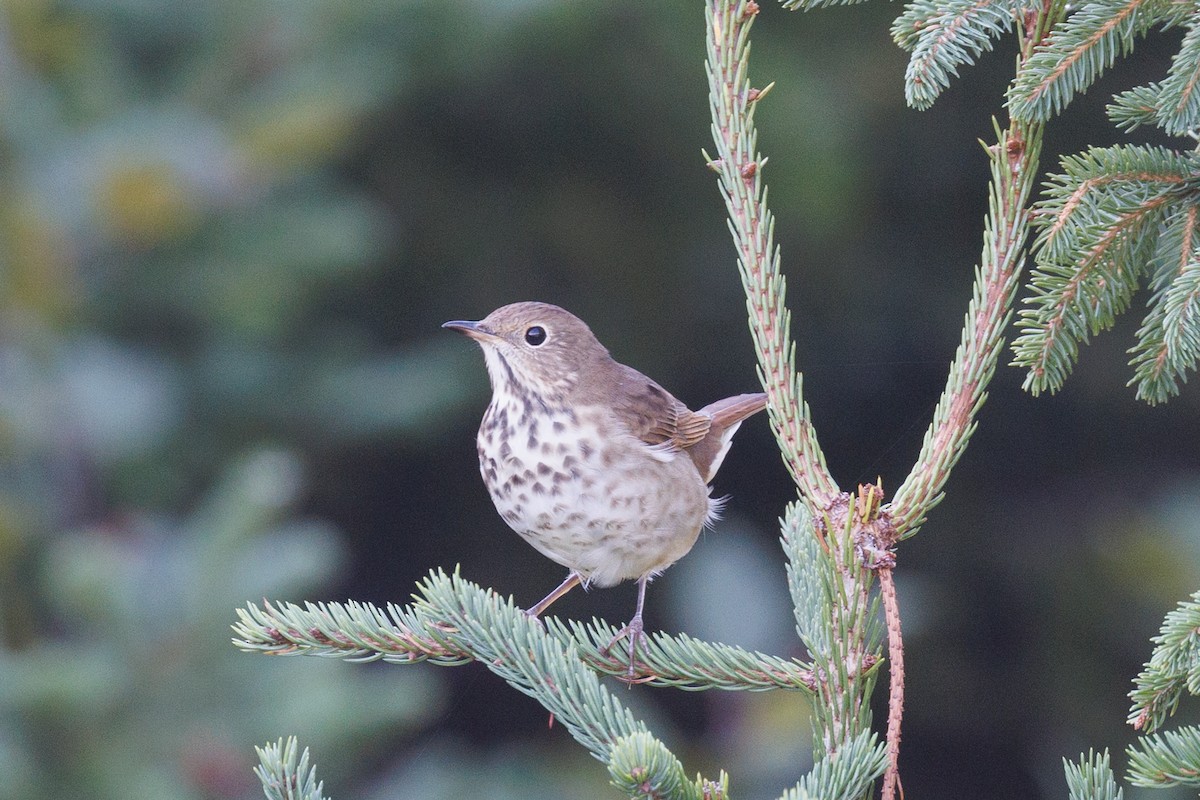 Hermit Thrush - ML624028178