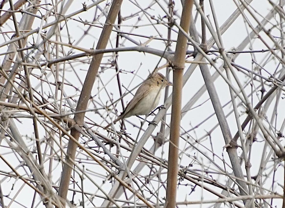 Sykes's Warbler - ML624028182