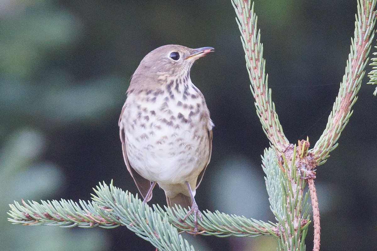 Hermit Thrush - ML624028184