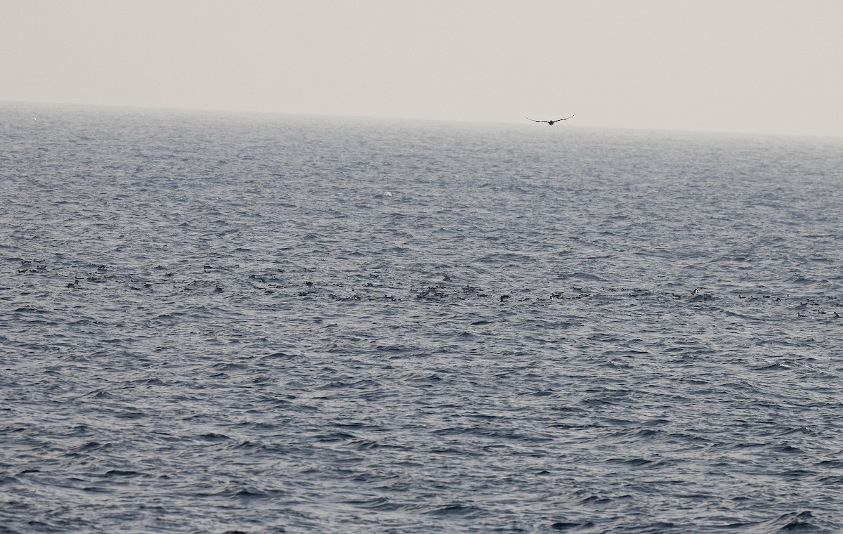 Cory's Shearwater (borealis) - ML624028200