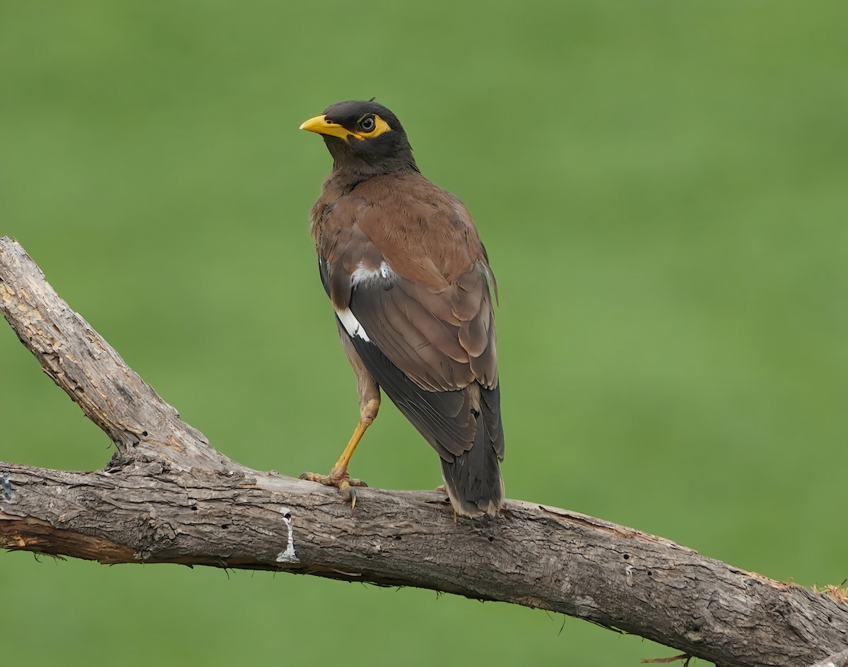 Common Myna - ML624028206