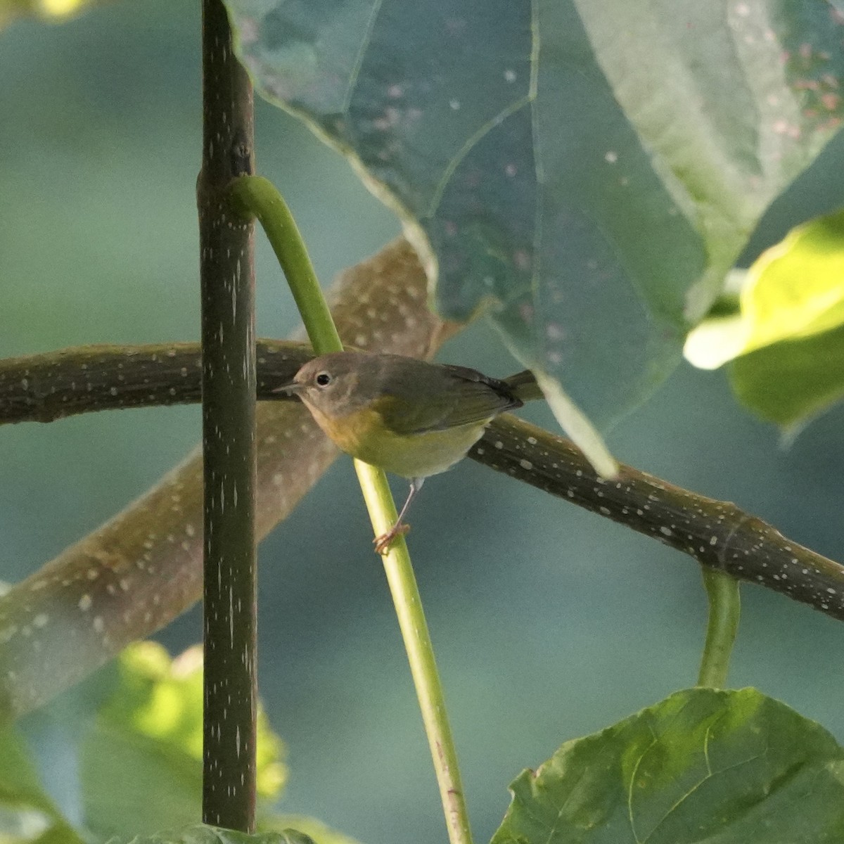 Nashville Warbler - ML624028208