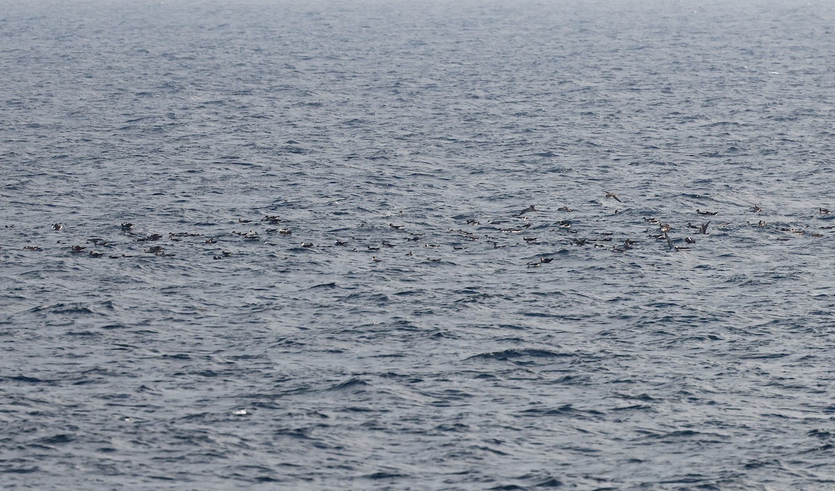 Cory's Shearwater (borealis) - Paul Chapman