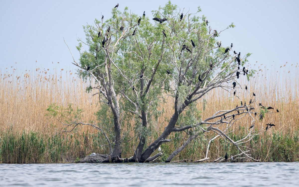 Great Cormorant - Serge Horellou