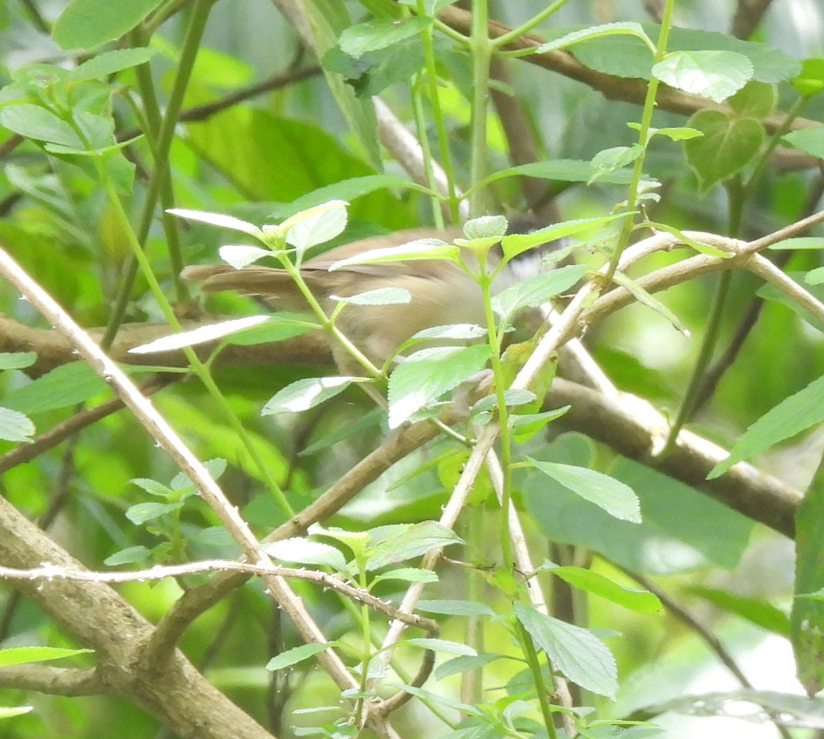 Dark-fronted Babbler - ML624028224