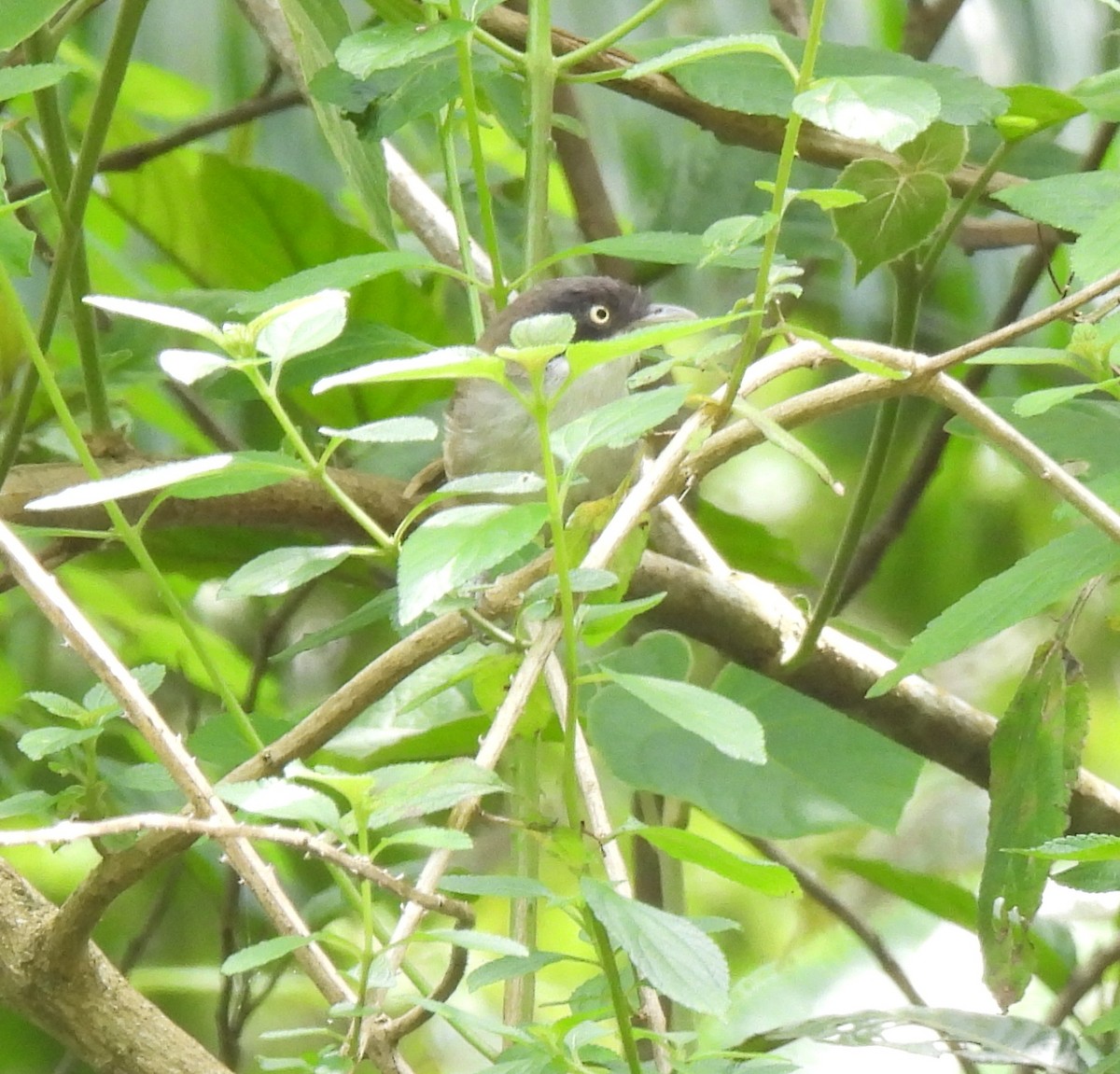 Dark-fronted Babbler - ML624028243